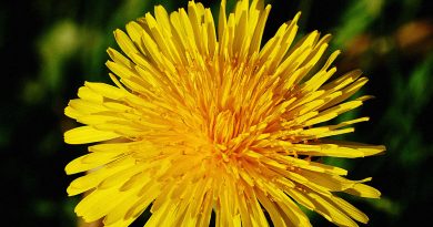 Природа