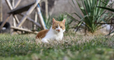 Котик