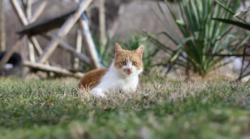 Котик