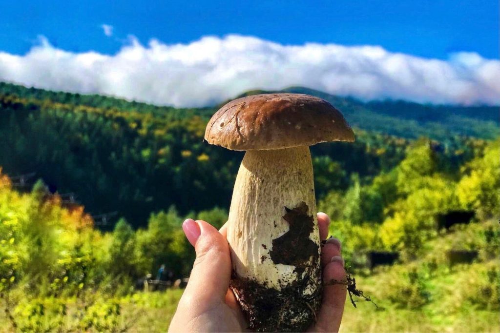 Грибы