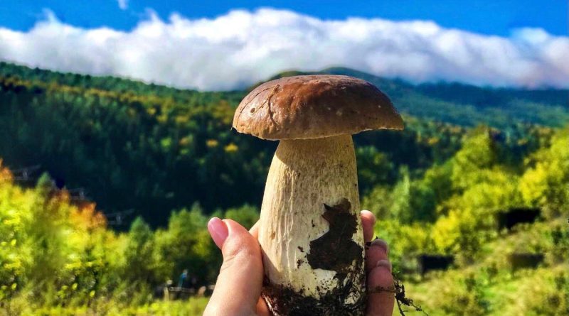 Грибы