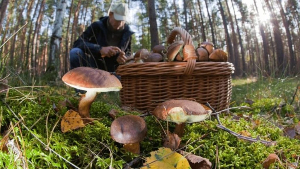 Грибы