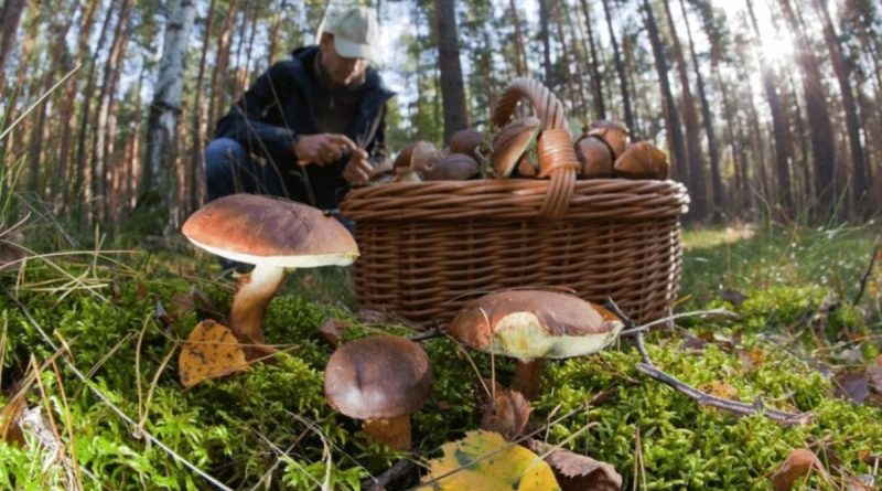 Грибы
